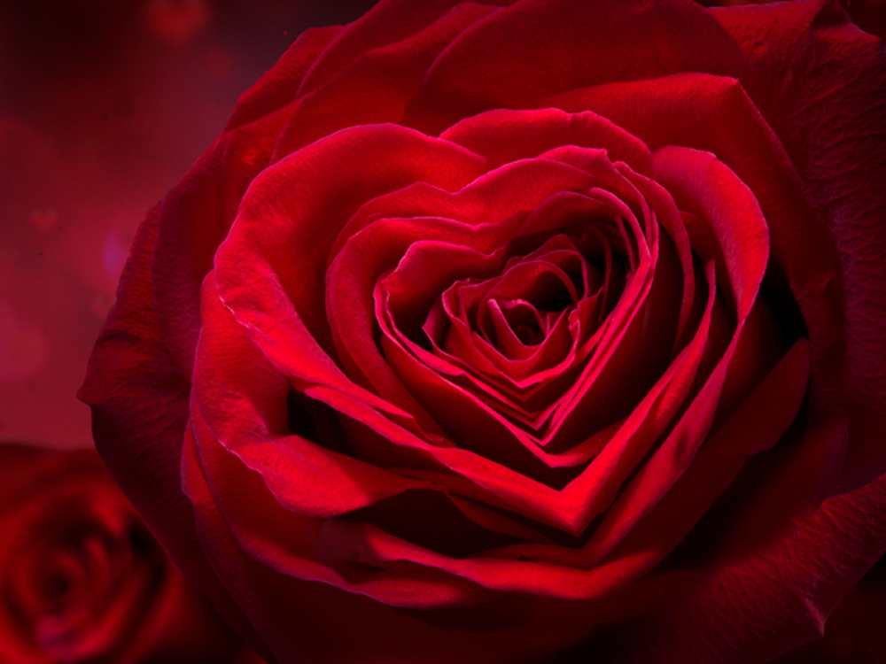 Romantik Angebot mit Rosen auf dem Zimmer
