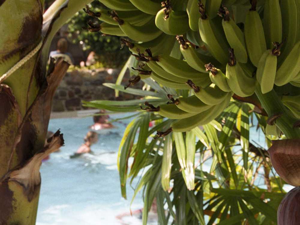 Südsee Camp Bananenstaude