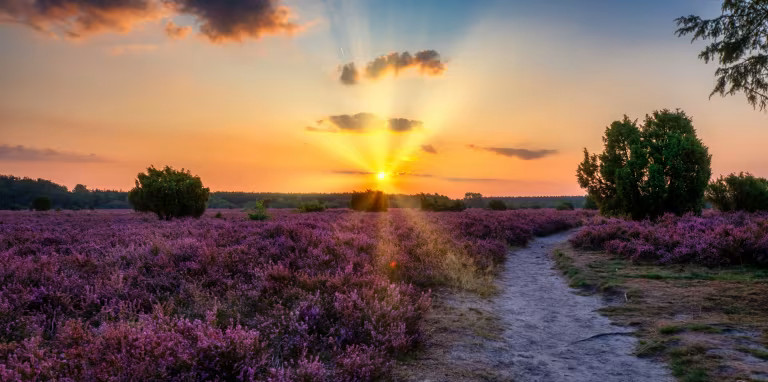 Wandern Lüneburger Heide